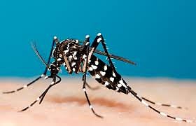 Europe Faces Alarming Surge In Deadly Mosquito-Borne Diseases As Climate Crisis Deepens