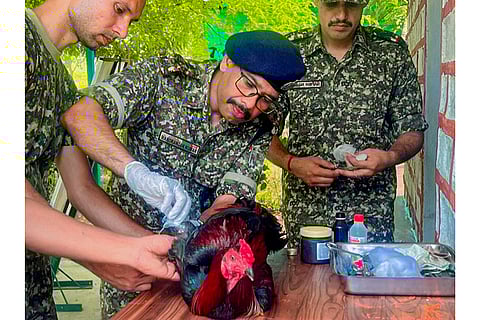 Animal field hospital