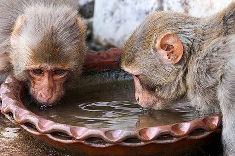 Weather: Hot weather in Jammu