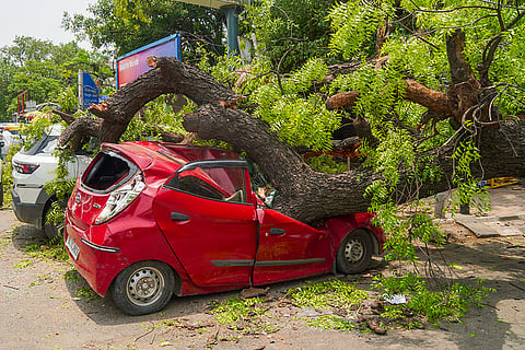 Vehicles crushed under uprooted tree
