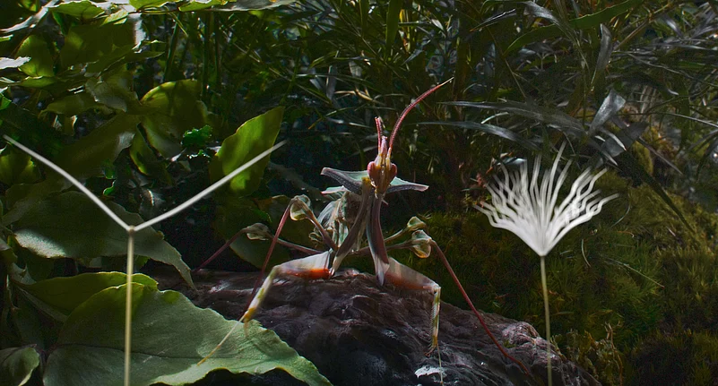 Dandelions Odyssey Still