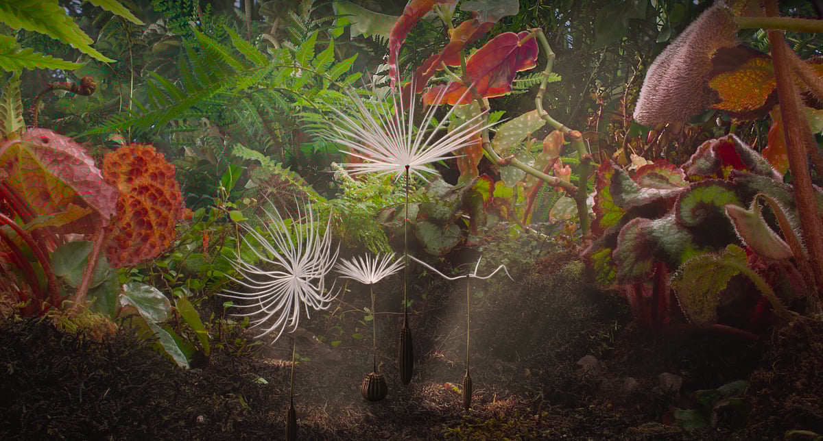 Dandelions Odyssey Still