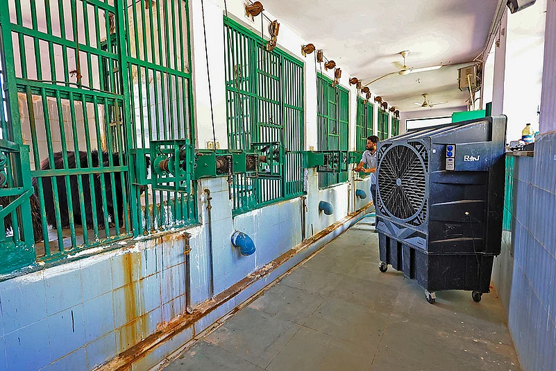 Arrangements at Nahargarh Biological Park for animals to beat the heat