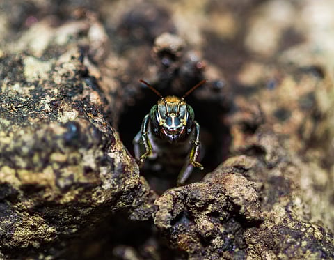 Stingless bees from the Amazon rainforest