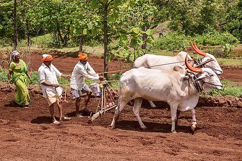 Paddy cultivation season in Sangli