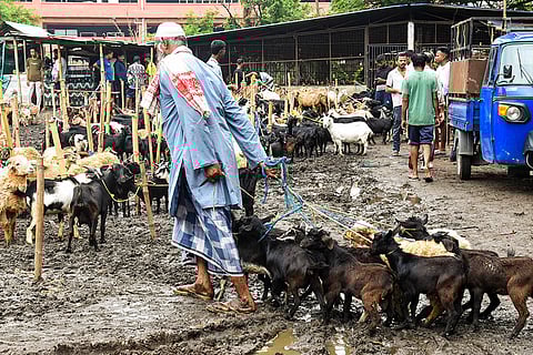 Eid al-Adha festival preparations