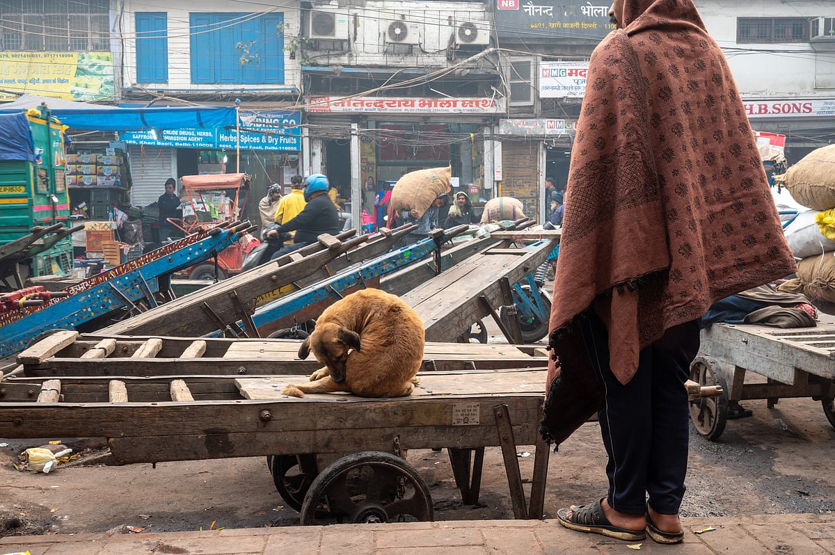 | Shutterstock : India’s Dog Bite Dilemma: How Can We Balance Public Safety And Animal Welfare