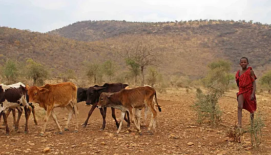 An indigenous man in traditional dress stands beside a herd of cattle in a dry forest