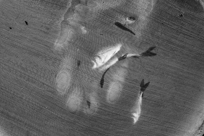 The Hungry Tide, July 2016, Ghoramara Island, Digital Photograph