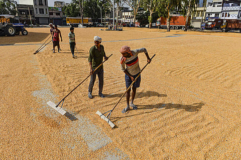 Agriculture: Maize production in Jalandhar