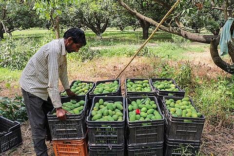 Agriculture: Mangoes production in Jammu