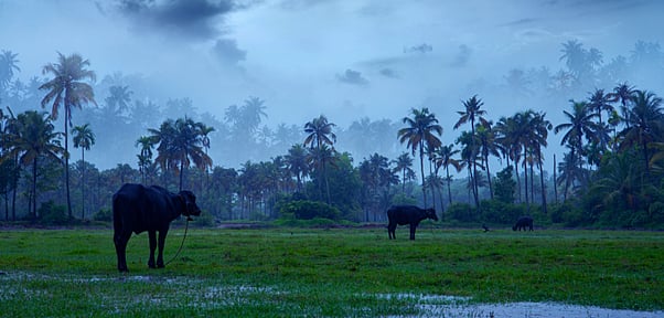 Discover Monsoon Getaway In Kerala: Breathtaking Scenic Getaways