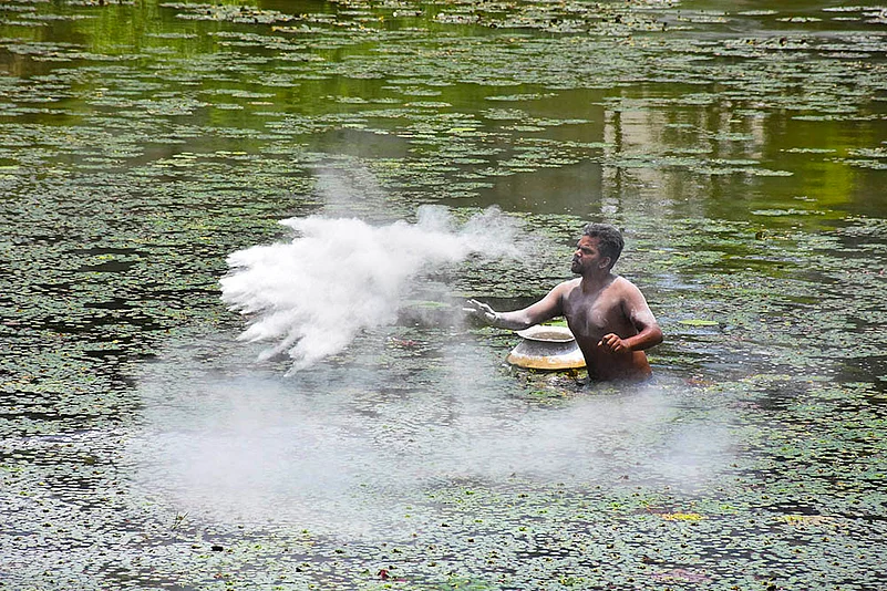 Agriculture: Water chestnut