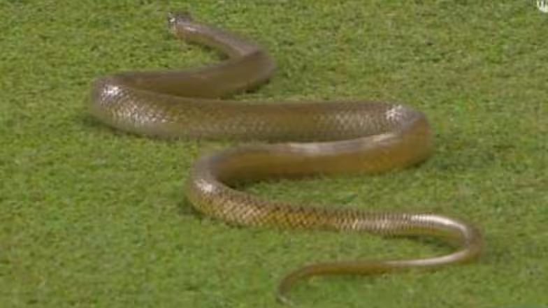 FanCode screengrab : The snake was captured on broadcast during the third over of the Bangladesh innings, bowled by Asitha Fernando.