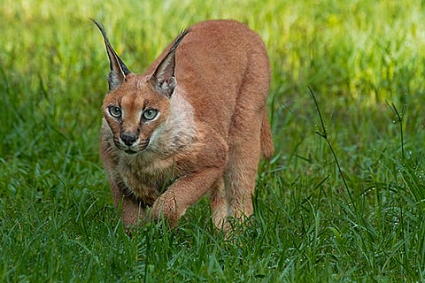 Rare caracal spotted in MP's Gandhi Sagar Sanctuary