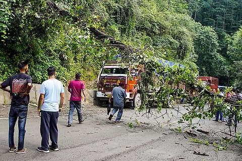 Tree uprooted following rains
