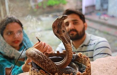Naag Panchami 2025: The Sacred Reason Hindus Worship Snakes