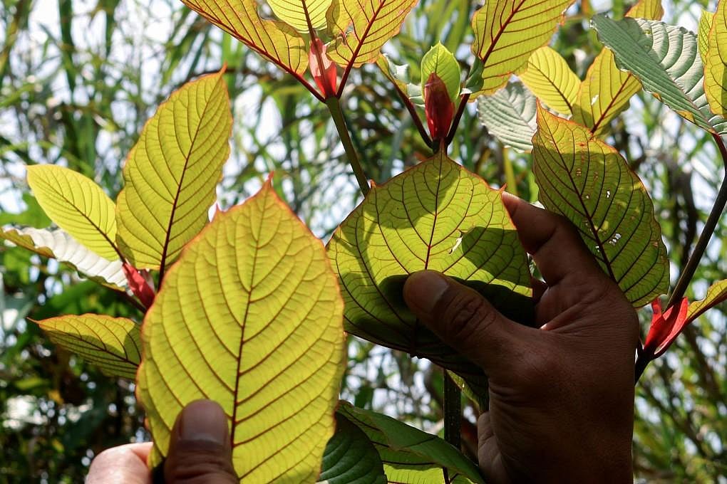 Kratom VS. 7OH - The Ultimate Guide