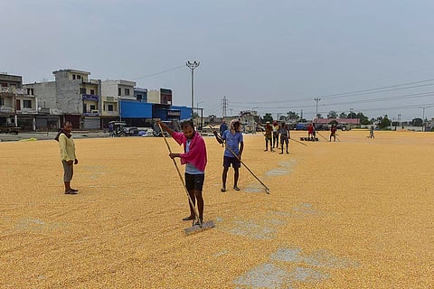 Agriculture: Maize at a wholesale grains market