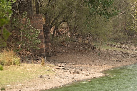 Arrow resting on the banks of Padam Talao right opposite Jogi Mahal - my first glimpse of her on the evening of June 14th 2025 |