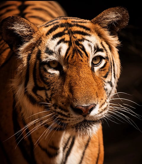 Glorious Arrowhead - her light shines blazingly forever (Shot June 202