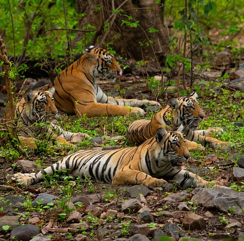 Arrowhead with her three cubs (June 2024)
