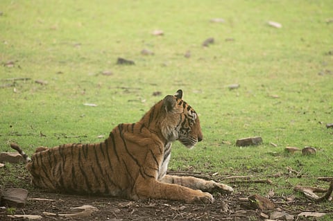 Arrowhead - one of my final glimpses of her - June 17th 2022 |