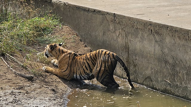 The Queen of Ranthambore!