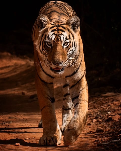 A blazing Arrowhead — in all her glory - the first time I saw her - June 2022 |