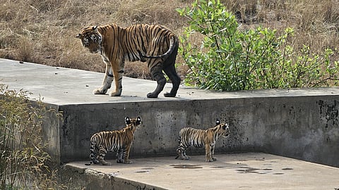 A weak Arrowhead with her cubs (shot in Oct 2023 by my friend Murtaza Johar) - you can notice the lump on her hind-leg |
