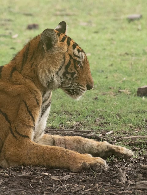A pensive ARROWHEAD - June 17 2025 - the last time I saw her on the banks of Padam Talao, Ranthambore |
