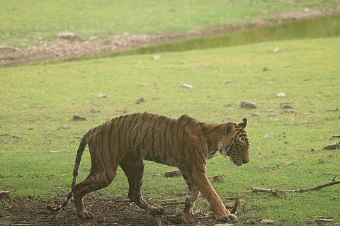 The final time I saw her- could not bring myself to photograph her in such a frail state— put down my camera after taking few photographs |