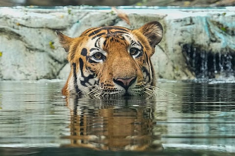 International Tiger Day