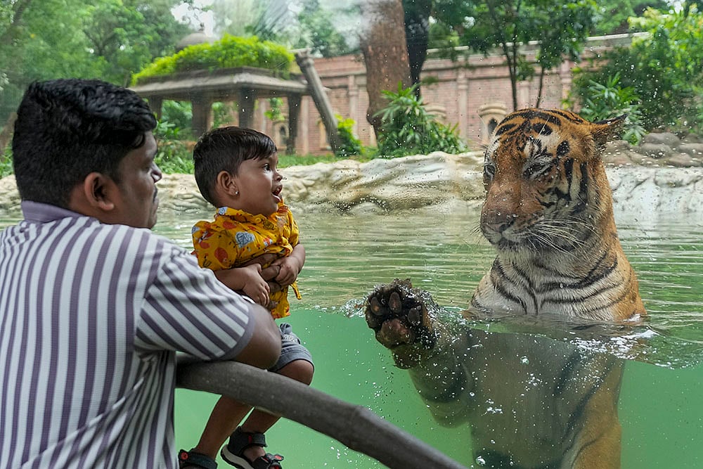 | Photo: PTI/Shashank Parade : International Tiger Day