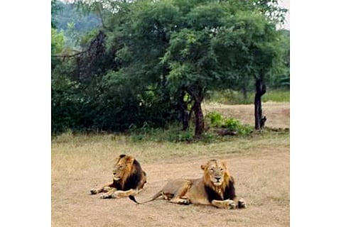 Lion duo Jay-Veeru at Gir National Park