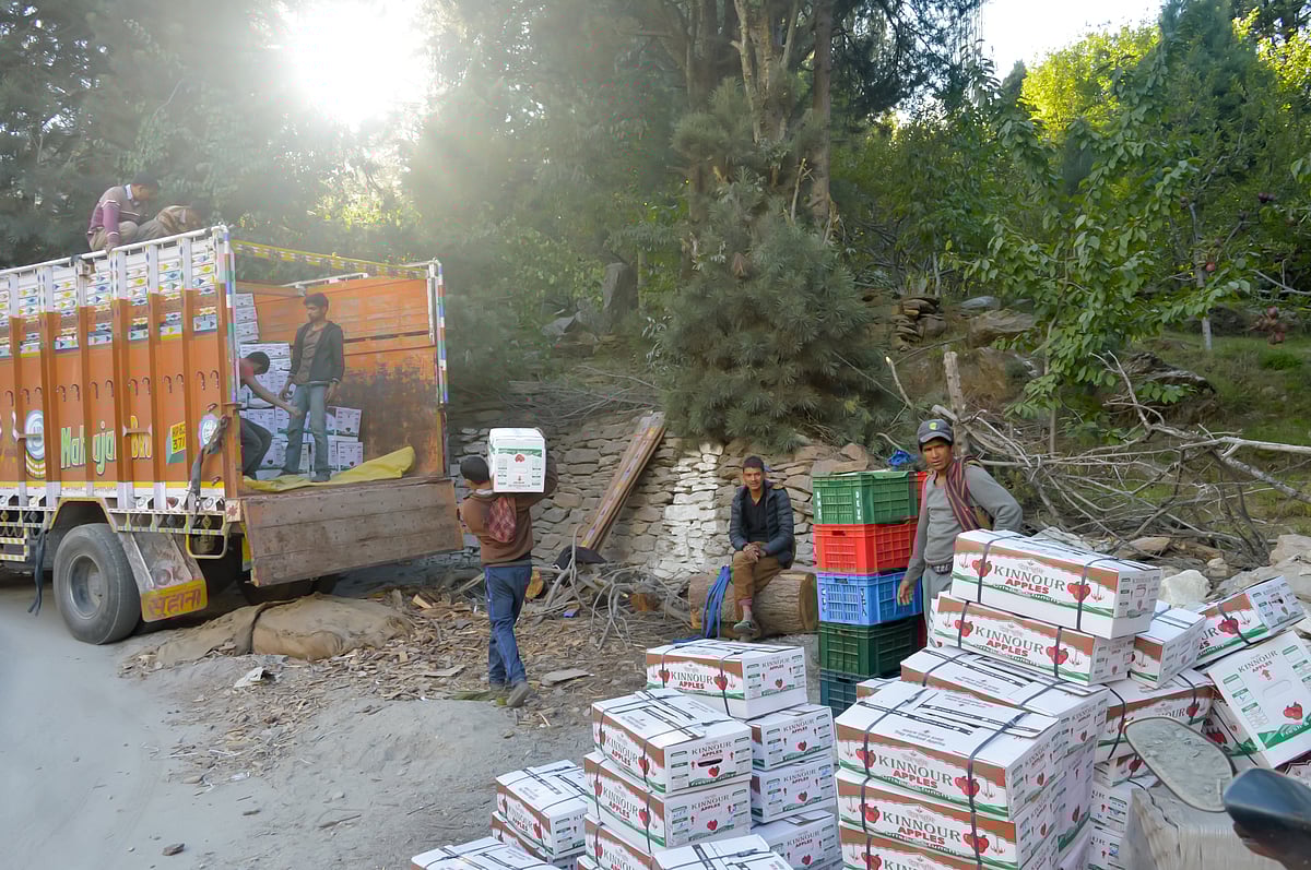 Shutter Stock : The Supreme Court, on Monday, stayed the order of the Himachal Pradesh High Court directing a time-bound felling of apple trees grown on the forest lands.