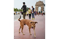 Supreme Court Flags Rising Stray Dog Menace | Photo: PTI/Karma Bhutia