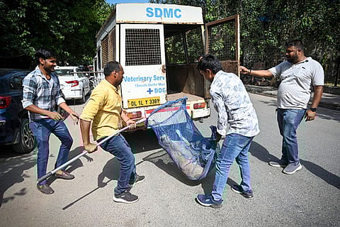 MCD workers are catching strays