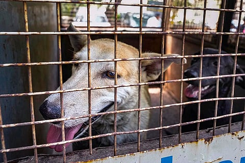 MCD removes stray dogs from the streets