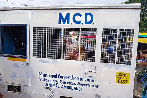 MCD van catches stray dogs in Delhi