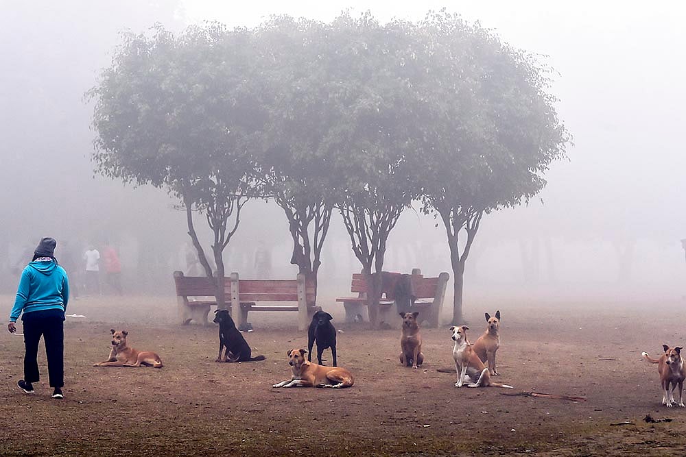 | Photo: PTI/Kamal Singh : Stray dogs in Delhi