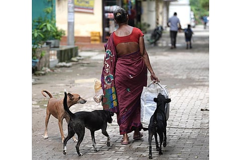Stray dogs in Delhi