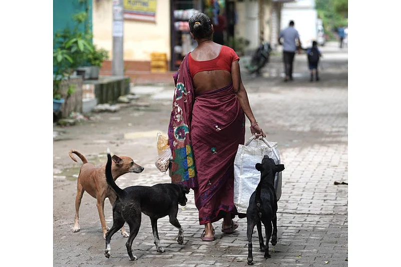 Stray dog menace in Delhi-NCR_Stray dogs in Delhi