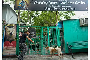 | Photo: PTI/Salman Ali : Stray dogs issue in Delhi-NCR
