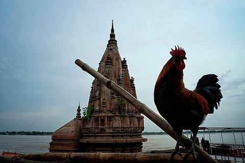A view shows with a rooster in the foreground near the Manikarnika Ghat in Varanasi.