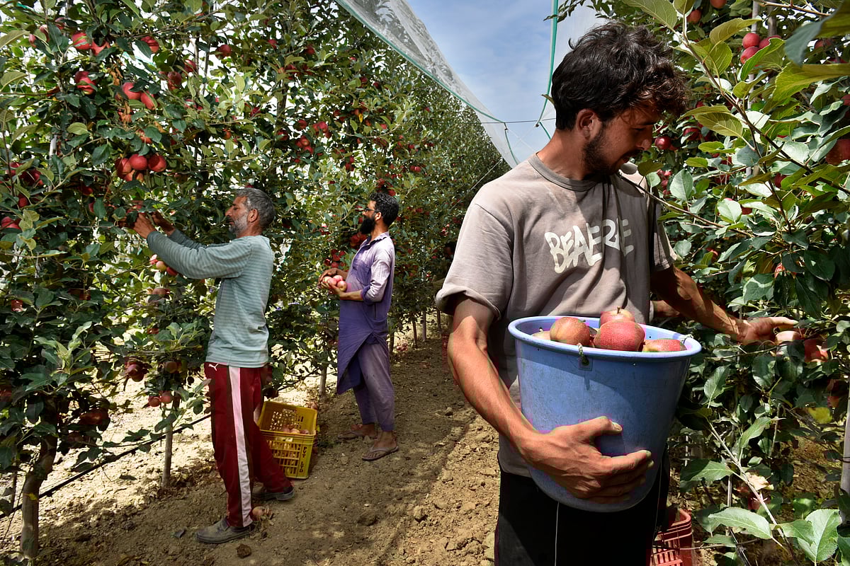 Yasir Iqbal : An apple orchard in Kashmir, with harvesting underway.