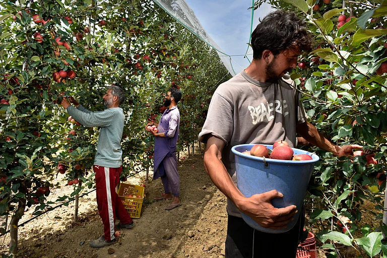 An apple orchard in Kashmir, with harvesting underway. - Yasir Iqbal