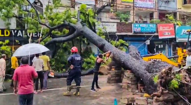 Man Dies, Daughter Injured As Huge Tree Falls On Vehicles In Kalkaji Amid Rain