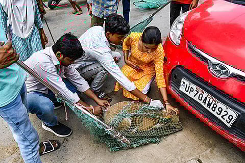 Anti-rabies vaccination drive for stray dogs in UP