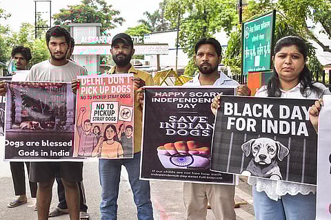 NCR stray dogs case: Protest in Meerut